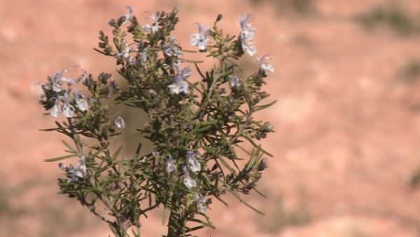 暑さに耐えてこんな花も